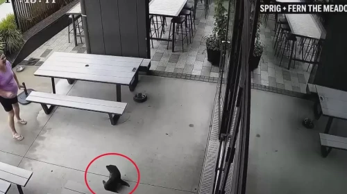 Yeni Zelanda’da fok sürprizi: Bulaşık makinesinin altına saklandı