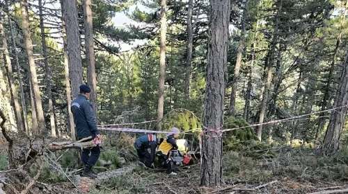 Ağaç üzerine devrildi: Olay yerinde hayatını kaybetti