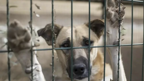Ankara’da barınakta ölü köpek skandalı: Soruşturma başlatıldı
