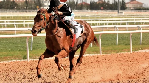 United Racing Şans Oyunları'nın sahibi kim?