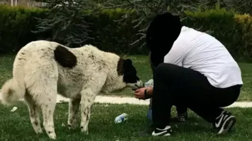 Veteriner raporu ortaya çıkardı: 'Matmazel' darbedilerek öldürüldü