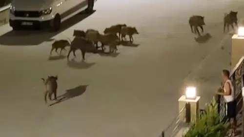 Kuşadası'nda ilginç anlar! Yaban domuzunu sürüsü kurtardı