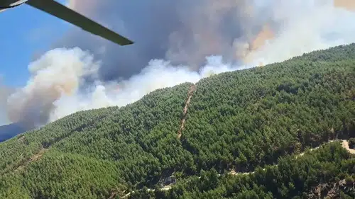 Aydın'da orman yangını: Havadan ve karadan müdahale