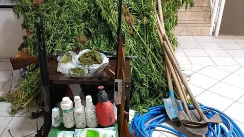 İzmir'de evin bahçesinde Hint keneviri yetiştiren 1 şüpheli tutuklandı