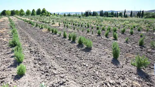 Samsun'da orman köylülerine 6 ayda 3,5 milyon liralık gelir
