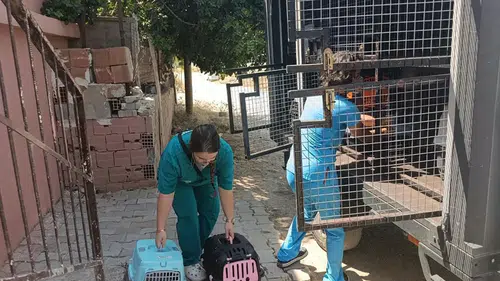 Kötü koku ihbarı yapılan evden 100’e yakın kedi çıktı