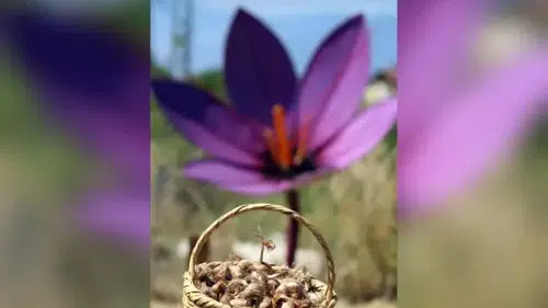 Kilosu 600 bin lira! "Kırmızı altın" için tarlalarda mesai başladı