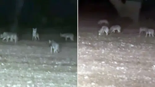 Ankara'da köye inen kurt sürüsü 15 koyunu telef etti
