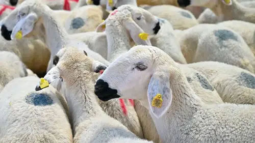 2027 Kurban Bayramı ne zaman, hangi güne denk geliyor? Takvimdeki gün heyecanlandırdı