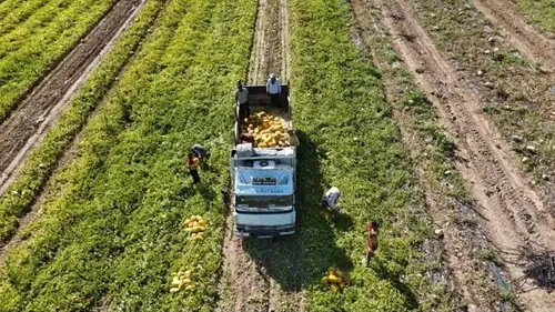 Sarı altın değil, kavun! Kilosu 15 TL’den peynir ekmek gibi satılıyor