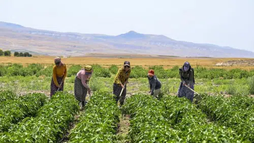 Bakanlık duyurdu! 2,9 milyon çiftçiye destek ödemesi