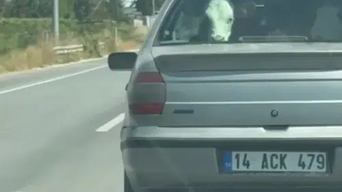 Bolu’da korkunç olay: Buzağıyı otomobilin arka koltuğunda taşıdılar