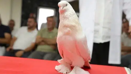 Tanesi tam 5 milyon TL! Özel kafeslerde saklıyorlar, dünyanın dört bir yanından geliyorlar