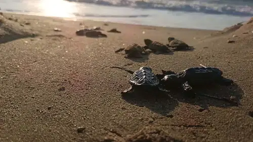 Kuşadası'nda yuvada sıkışan 22 caretta yavrusu denizle buluştu