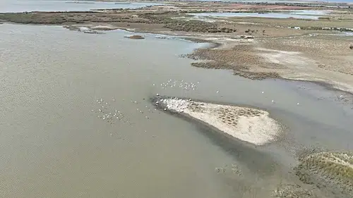 Bursa'da pelikanlar dronla havadan görüntülendi