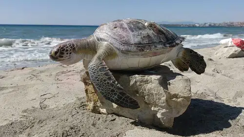 Kuşadası Körfezi’nde şaşırtan olay: 4 deniz kaplumbağası ölü bulundu