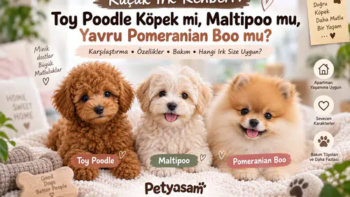 Küçük Irk Rehberi: Toy Poodle Köpek mi, Maltipoo mu, Yavru Pomeranian Boo mu?