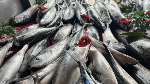 Palamut bolluğu balıkçıyı sevindirmedi: Fiyat için avlanmaya ara önerisi