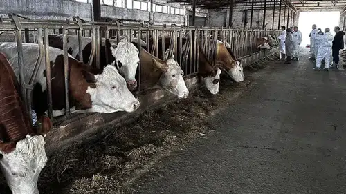 Hayvan pazarında şap alarmı: Pazar kapatıldı
