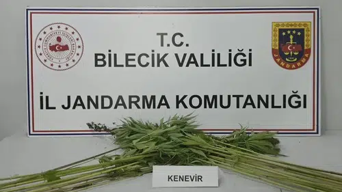 Bilecik'te uyuşturucu operasyonu: Tarlada hint keneviri bulundu