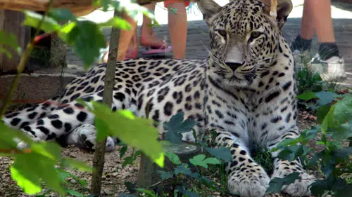 Hollanda'da leopar saldırısı: 25 yıllık hayvan bakıcısı ağır yaralandı
