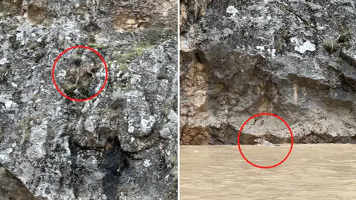 Erzincan'da Belgeselleri Aratmayan Görüntüler! 3 Kurtun Yaban Keçilerini Kovaladığı Anlar Kamerada