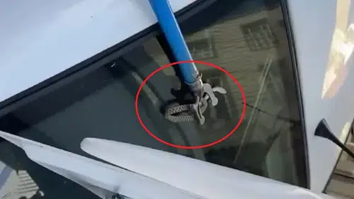 Diyarbakır'da otomobilin bagajına yılan girdi