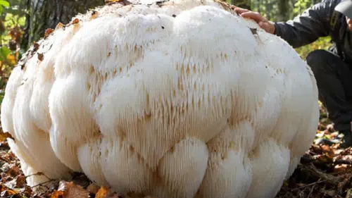 Çin'de 2,2 kilogram ağırlığında dev mantar keşfedildi