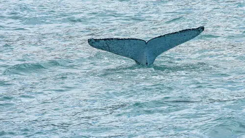 Yeni Zelanda'da plaja vuran 12 cüce katil balina öldü