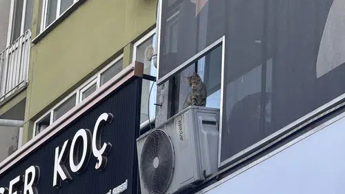 Bursa'da kediyi kurtarmak isterken hayatını kaybetti!