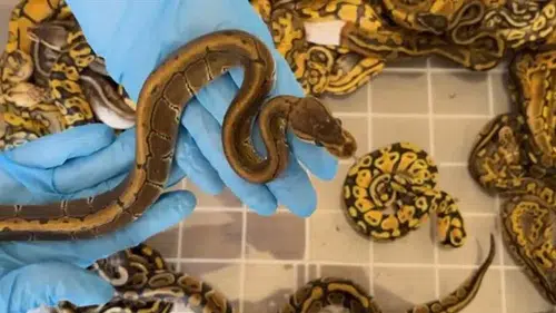 Kapıkule'de 67 canlı piton ele geçirildi: 948 bin 739 lira idari para cezası uygulandı