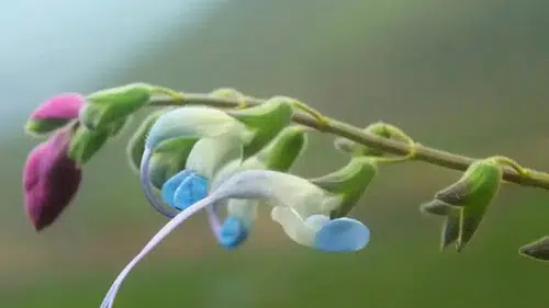 Nesli tükenme tehlikesi altındaki bitkiye “Salvia messii” adı verildi