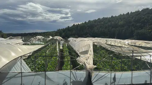 Antalya'da sel felaketi: 26 ev ve 1450 dönüm sera zarar gördü
