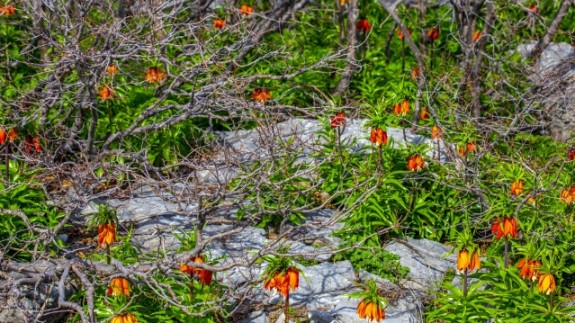 'Ağlayan gelin' fotoğraf tutkunlarının gözdesi oldu