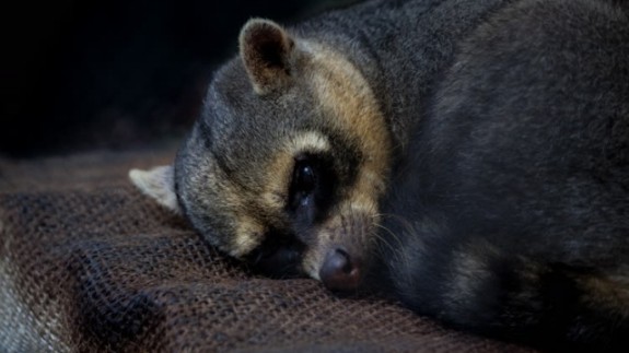 Kolombiya'da kaçakçılıktan kurtarılan hayvanlar
