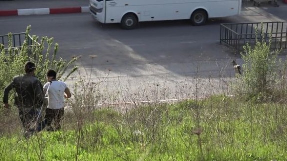 Mahalleli yakalamak için peşine düştü! Çocuk parkalarına da gidiyor