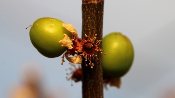 Mersin'de erkenci eriğin hasadına başlandı