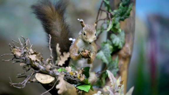 Kırklareli'nde "kuşçu dayı" olarak bilinen tahnit ustası,  61 yılda bine yakın hayvanı doldurdu