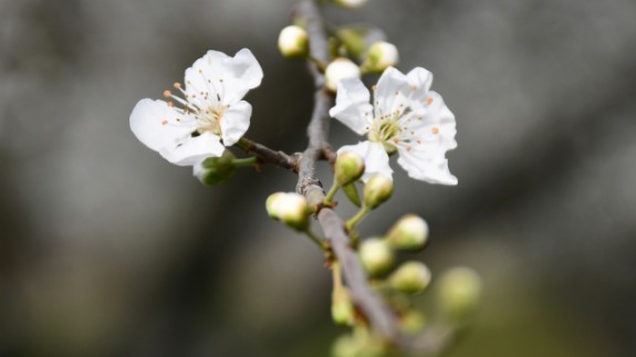 Manisa'da çiçek açan meyve ağaçları,  görsel şölen oluşturdu