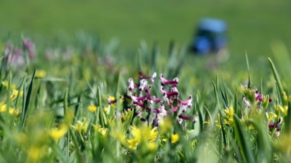 Baharın müjdecisi çiçekler Ağrı'da görsel şölen sunuyor