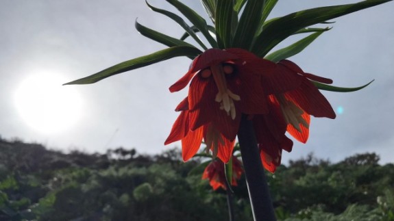 Hakkari dağlarında açan ters laleler görsel şölen sunuyor