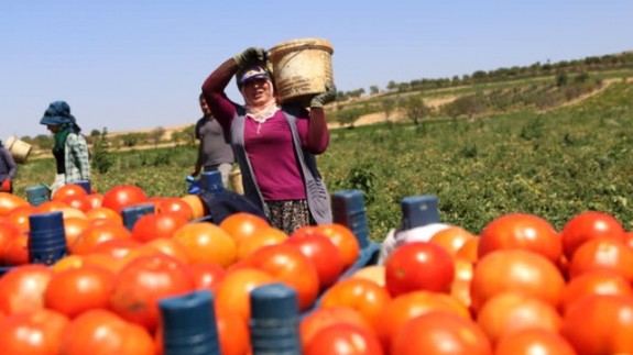 Kilisli çiftçiler,  Suriye pazarında yerini almak istiyor
