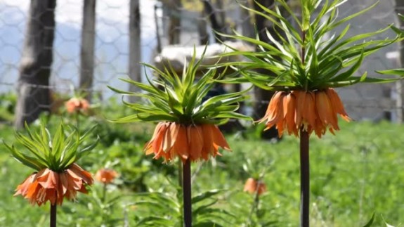 Muş'ta "Ağlayan gelin"in görsel şöleni