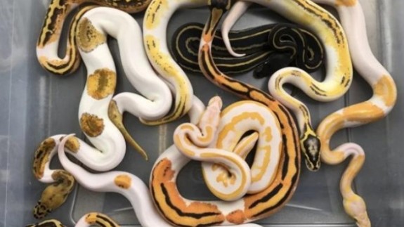 'Gülen yüz emojili' Kraliyet Pitonu 45 bin TL'ye satıldı