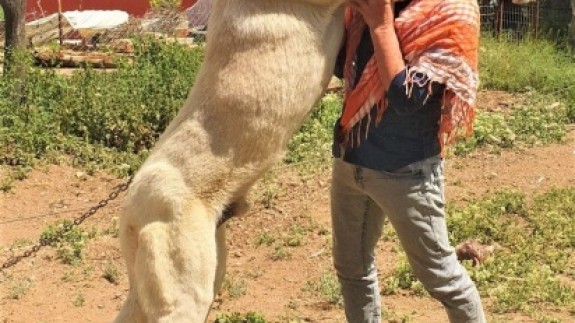 60 yıldır 'Çökelez Aslan'ı yetiştiriyorlar