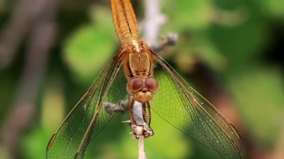 Kızılırmak Deltası Kuş Cenneti