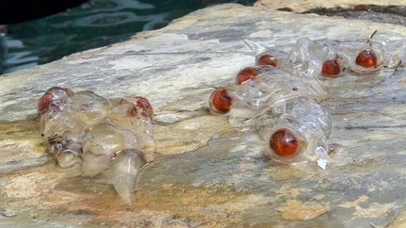 Datça'da şaşırtan şeffaf deniz canlısı