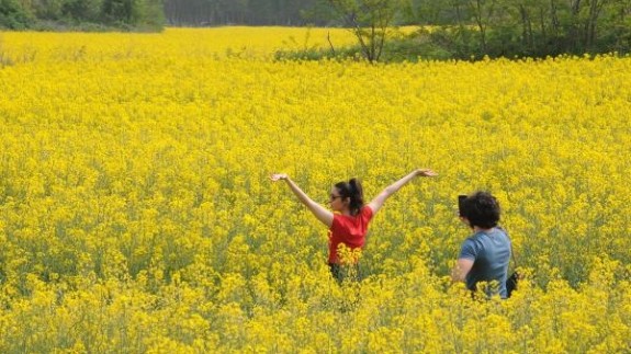 Kanola tarlaları doğal fotoğraf stüdyosuna döndü