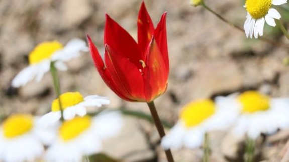 Bu laleyi koparana 60 bin lira ceza!