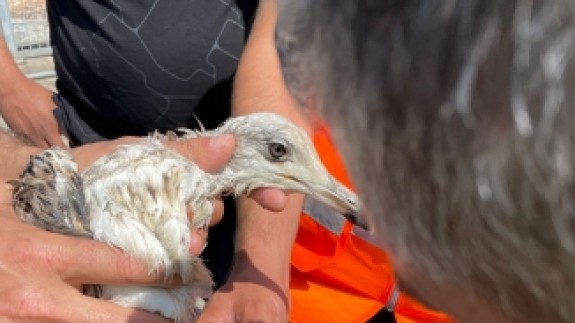 Müsilaj (deniz salyası) nedeniyle uçamayan martı kurtarıldı